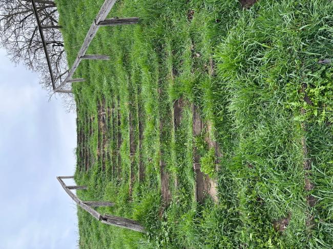 „Futópálya építése Tápén és Szőregen két részajánlati körben” - Szőreg