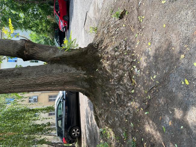 Szeged, Löw Lipót park és Löw Immánuel park rekonstrukciója